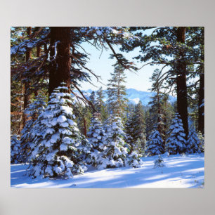 Poster Sapins rouges enneigés dans la High Sierra 2