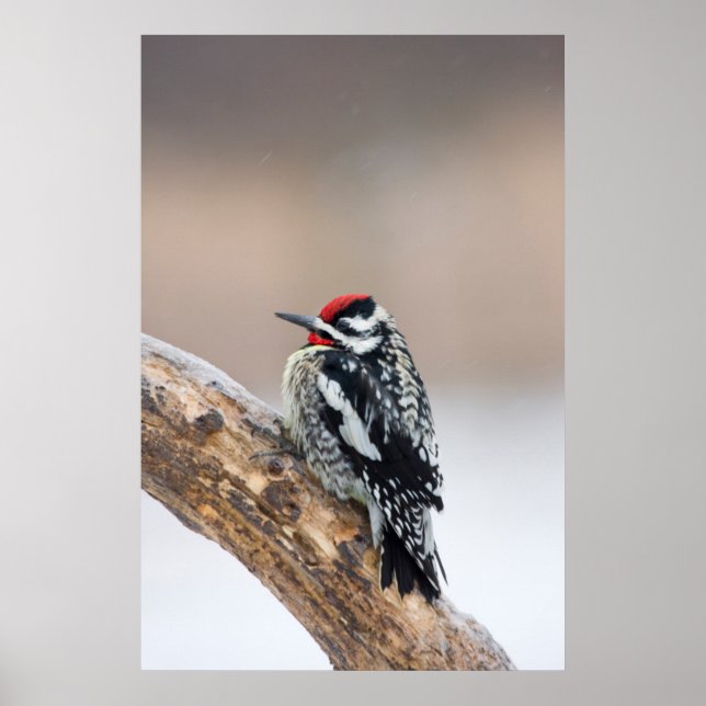 Poster Sapsucker à ventre jaune mâle (Devant)