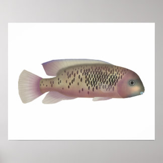 Poster Sarabia cichlid