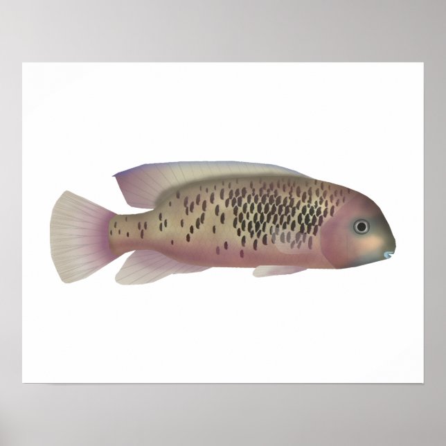Poster Sarabia cichlid (Devant)