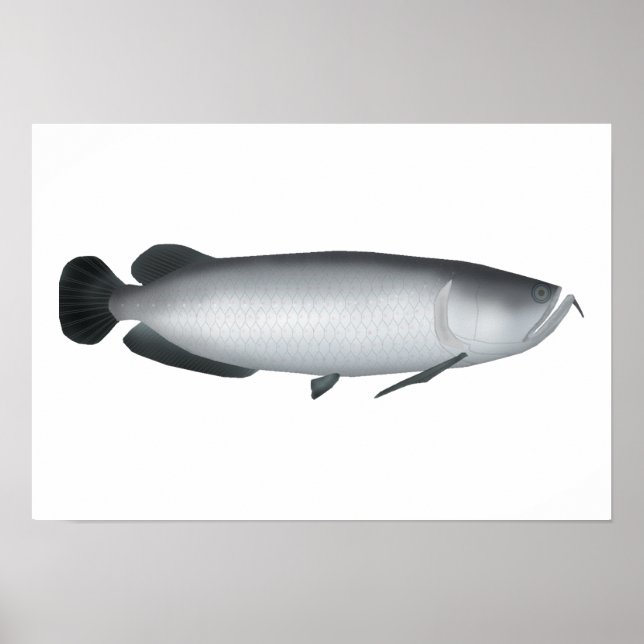 Poster Saratoga du sud (Devant)