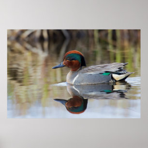 Poster Sarcelle à ailes vertes