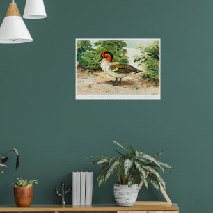 Poster Sarcelle à ailes vertes