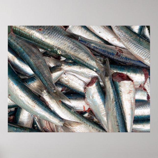 Poster Sardines fraîches (Devant)