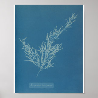 Poster Sargassum bacciferum par Anna Atkins