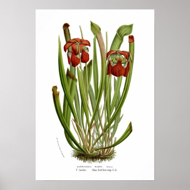 Poster Sarracenia rubra (Devant)