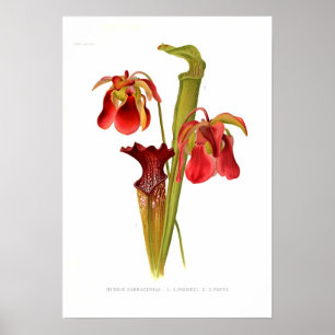 Poster Sarracénie hybride