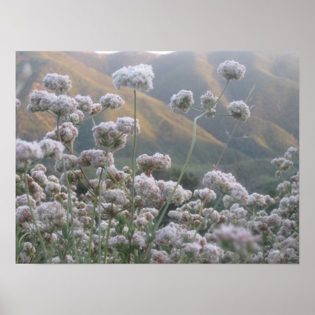 Poster Sarrasin de Californie (Devant)