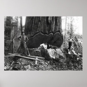 Poster S'attaquer à une Sequoia géante c. 1890