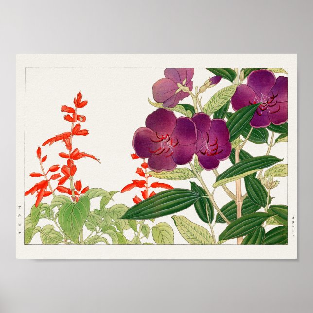 Poster Sauge écarlate, Melastoma par Tanigami Konan (Devant)