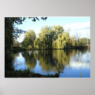 Poster Saule pleurant par le lac