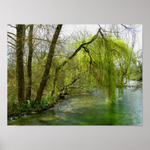 Poster Saule sur la rivière Test