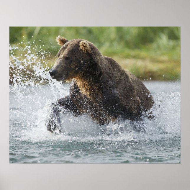 Poster saumon Brown de chasse à l'ours dans la rivière (Devant)