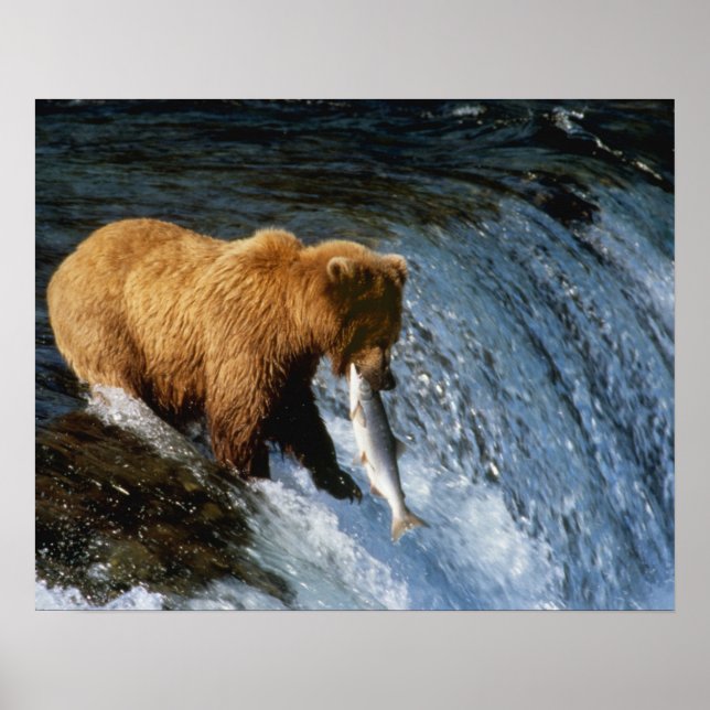 Poster Saumon Brown de l'Alaska à Brooks (Devant)