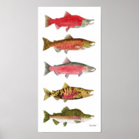 Saumon du Pacifique dans les couleurs de frai Post