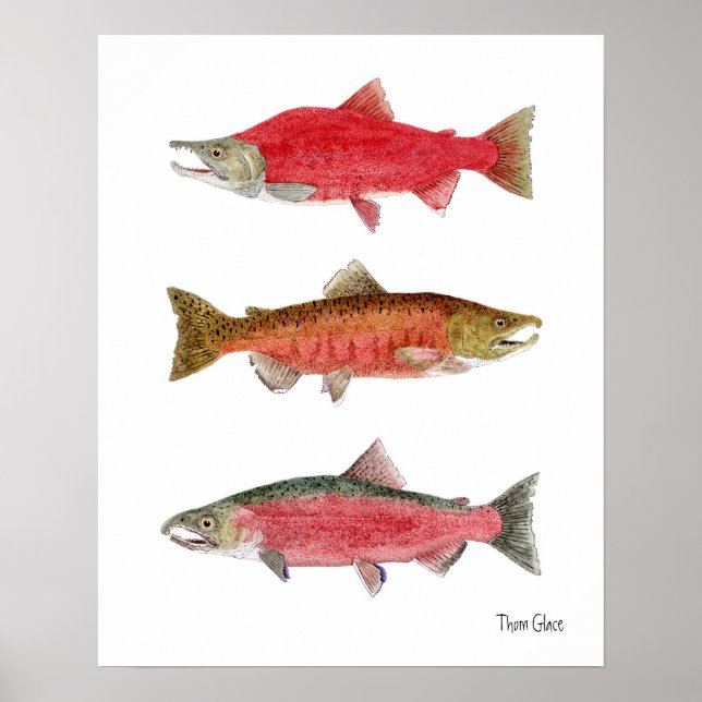 Poster saumon rouge, Chinook, Saumon coho (Devant)
