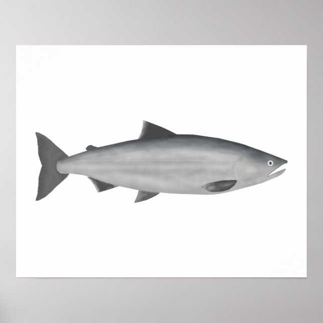 Poster Saumon Sockeye - Phase Océanique (Devant)