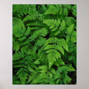 Poster Saute loin des rain drops
