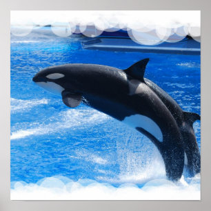 Poster Sauter Orca Whale
