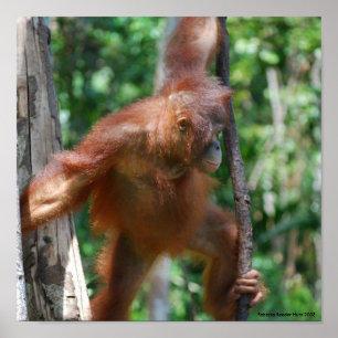 Poster Sauvez la faune d'Orangutans Bornéo