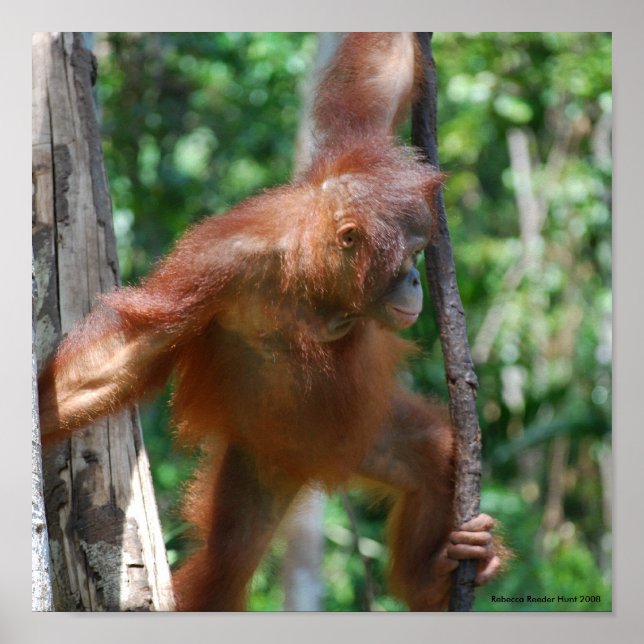 Poster Sauvez la faune d'Orangutans Bornéo (Devant)