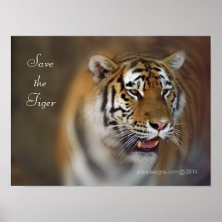 Poster Sauvez le tigre amur de Sibérie Tiger