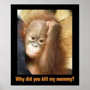 Poster Sauvez les espèces en péril Orphan Orangutan