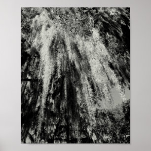 Poster Savannah Series : Espagnol Moss