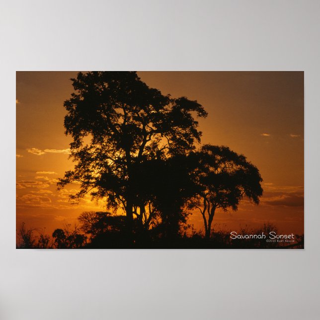 Poster Savannah Sunset (Devant)