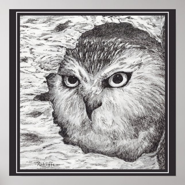 Poster Saw-Whet Owl  (Devant)