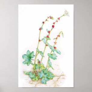 Poster Saxifraga cernua alpine plante aquarelle art