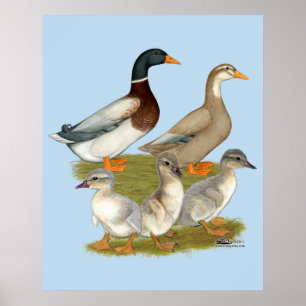 Poster Saxony Duck Family