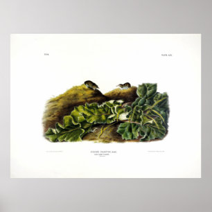 Poster Say's Smrew, ou North American Small Shrew