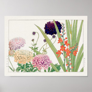 Poster Scabiosa, Montbretia par Tanigami Konan