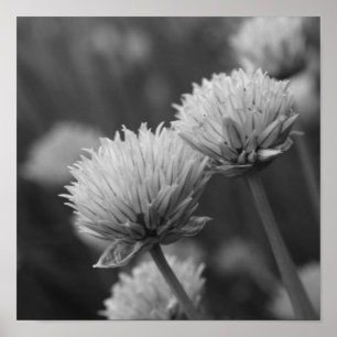 Poster Scallions En Floraison Fleurs Allium Noir Et Blanc