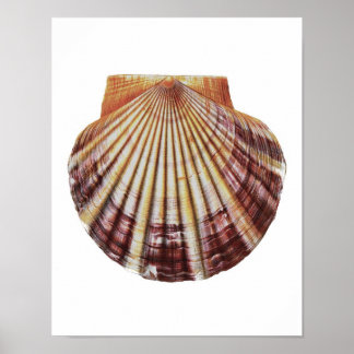 Poster Scallop Sea Shell n° 2 Histoire naturelle Art Impr