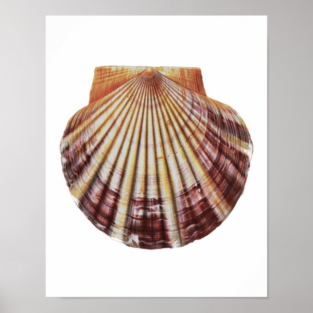 Poster Scallop Sea Shell n° 2 Histoire naturelle Art Impr (Devant)