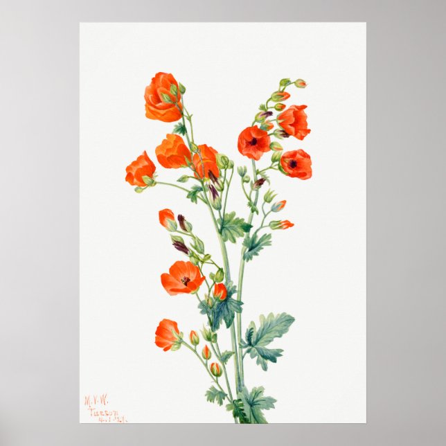 Poster Scarlet Desert Globemallow of Apricot Mallow (Devant)