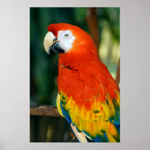 Poster Scarlet Macaw