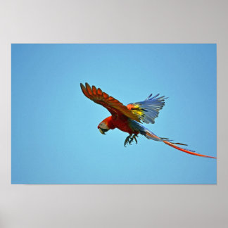Poster Scarlet Macaw en vol