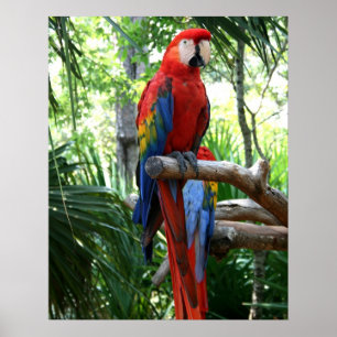 Poster Scarlet macaw, macaw rouge conception photographiq