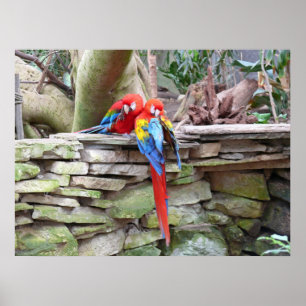 Poster Scarlet Macaws