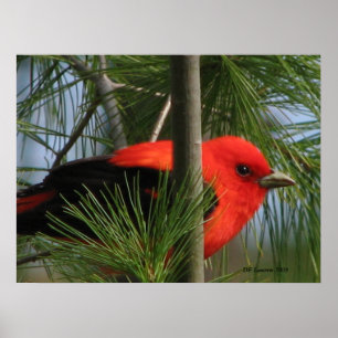 Poster Scarlet O'Tanager