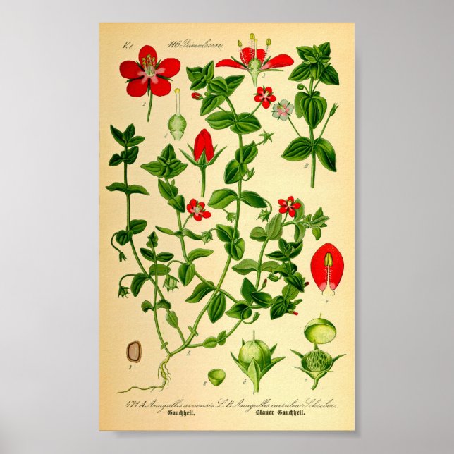 Poster Scarlet Pimpernel (Anagallis caerulea) (Devant)