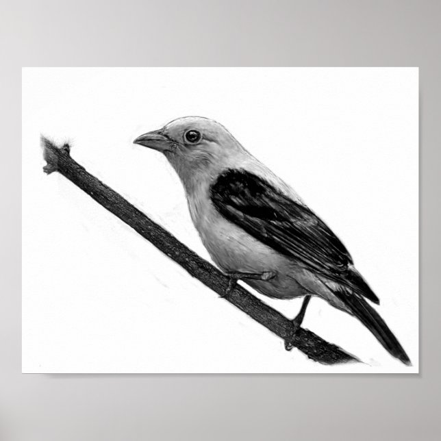 Poster Scarlet Tanager (Devant)