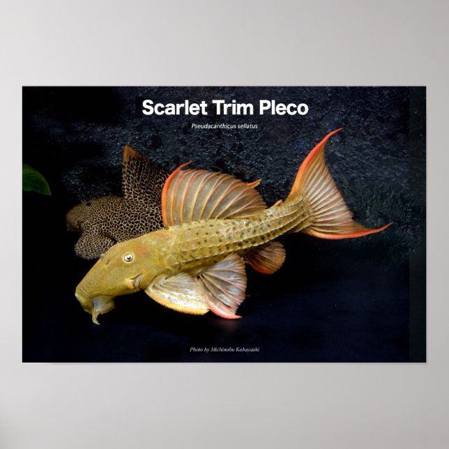 Poster Scarlet Trim Pleco の ポ (Devant)