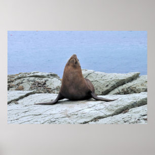 Poster Sceau de fourrure de yoga