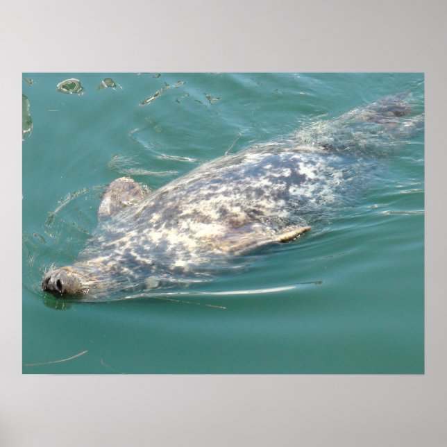 Poster Sceau de morue à capuchon flottant sur le dos (Devant)