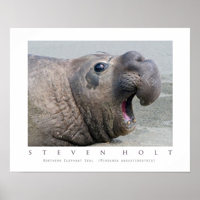 Poster Sceau d'éléphant du Nord mâle (Devant)