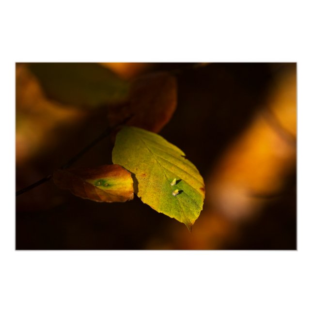 Poster Scène automnale avec des feuilles prenant le solei (Devant)
